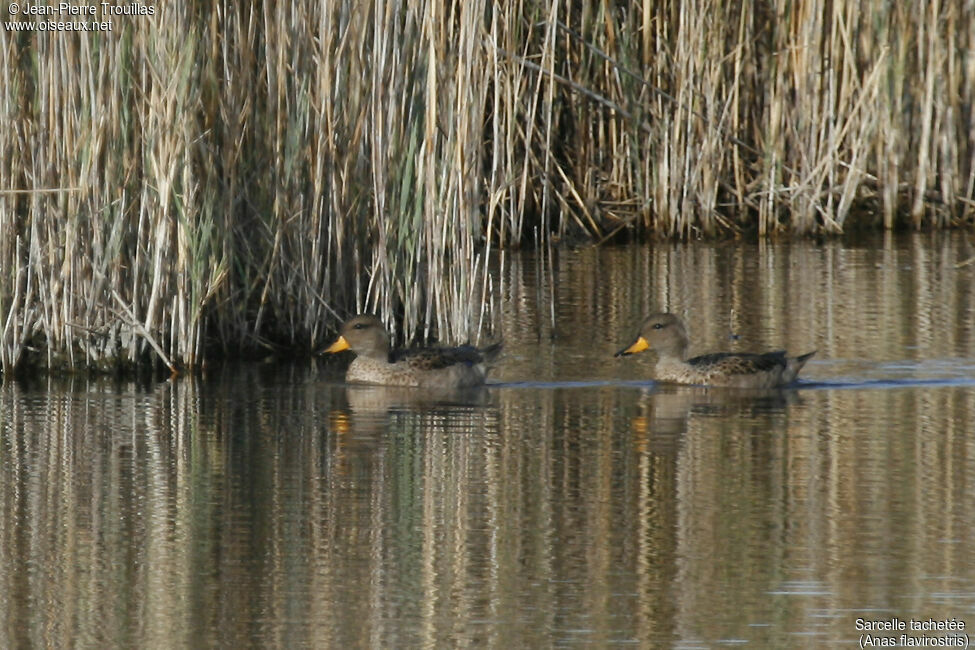 Yellow-billed Teal