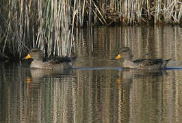 Yellow-billed Teal