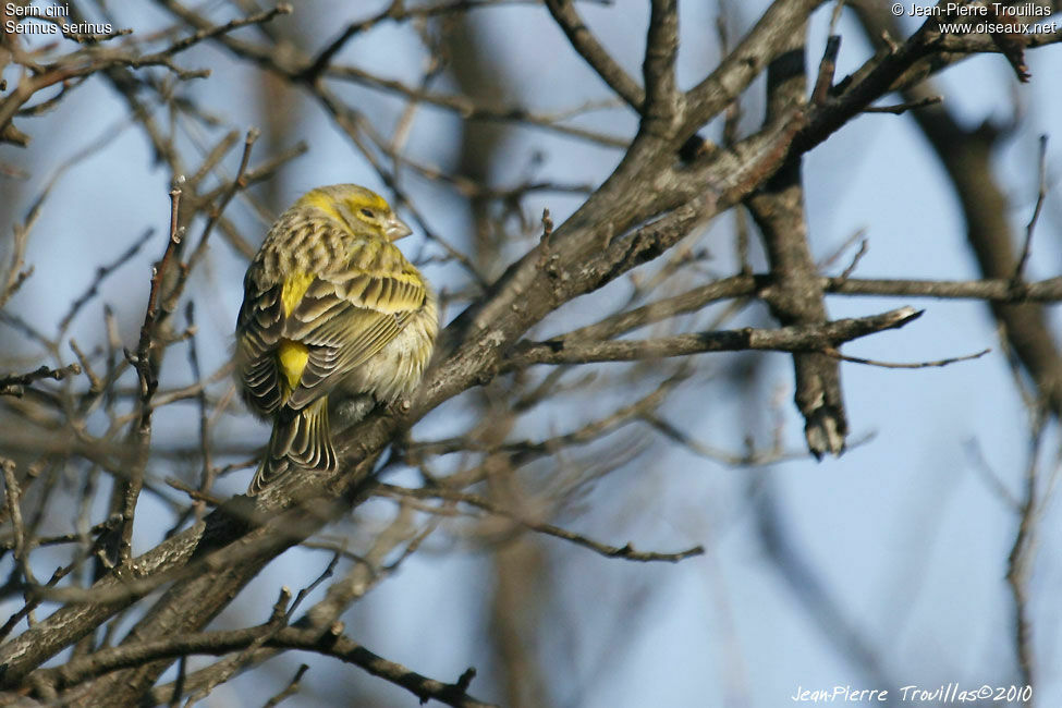 European Serin