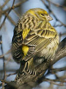 European Serin