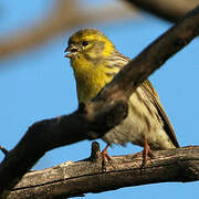 European Serin