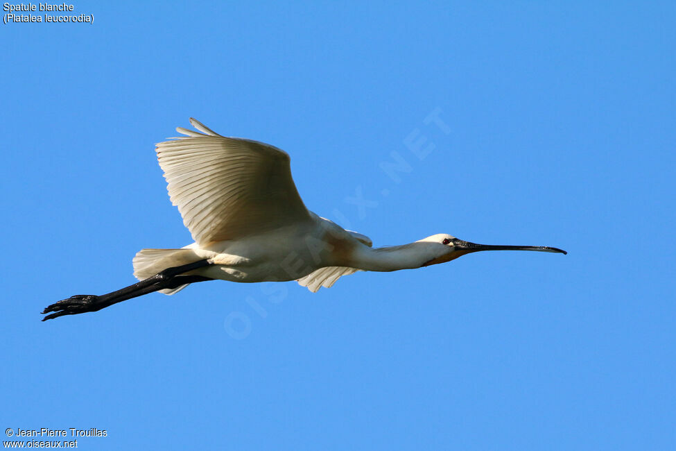 Eurasian Spoonbill