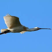 Eurasian Spoonbill