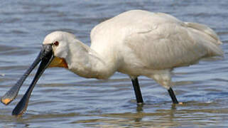 Eurasian Spoonbill