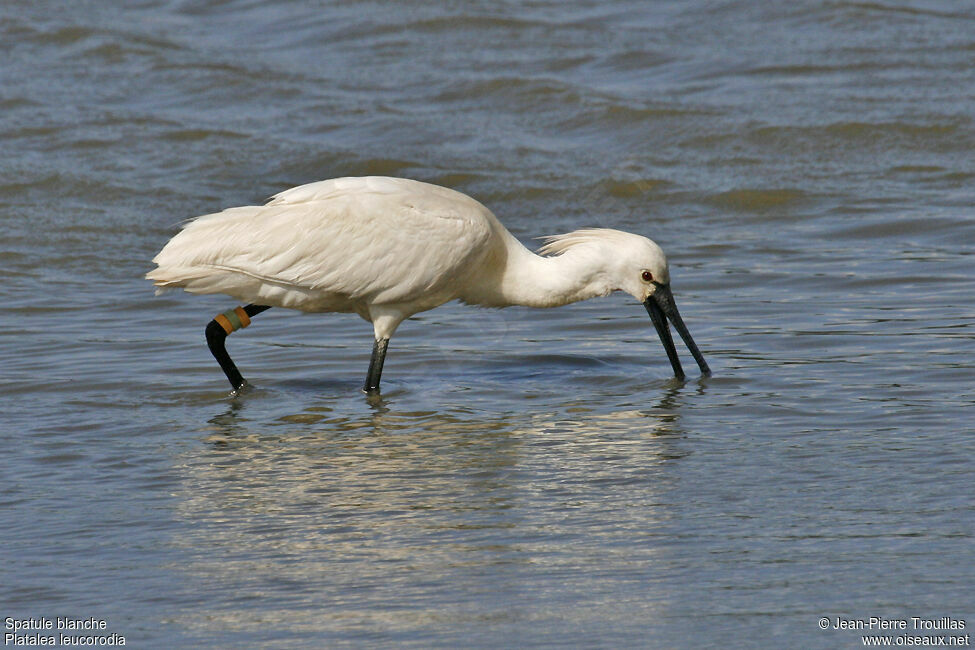 Eurasian Spoonbill