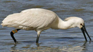 Eurasian Spoonbill