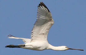 Eurasian Spoonbill