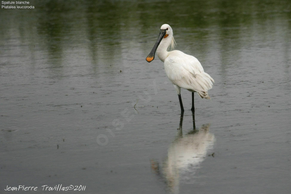 Eurasian Spoonbill