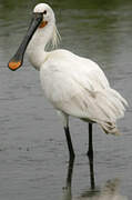 Eurasian Spoonbill