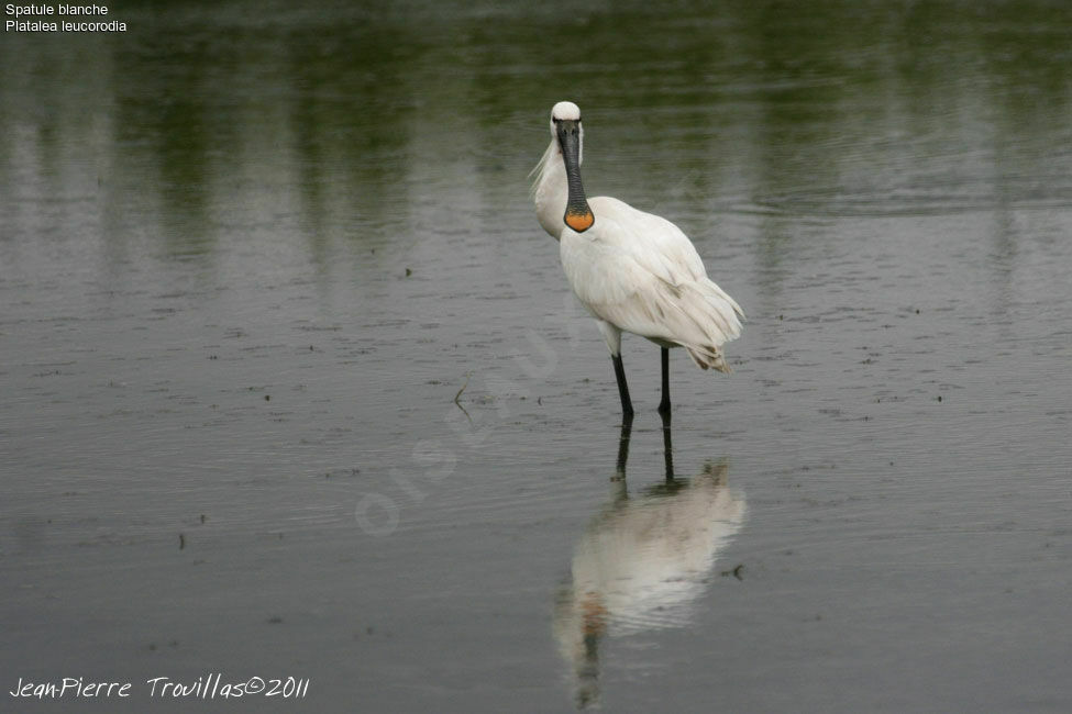 Eurasian Spoonbill