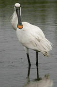 Eurasian Spoonbill