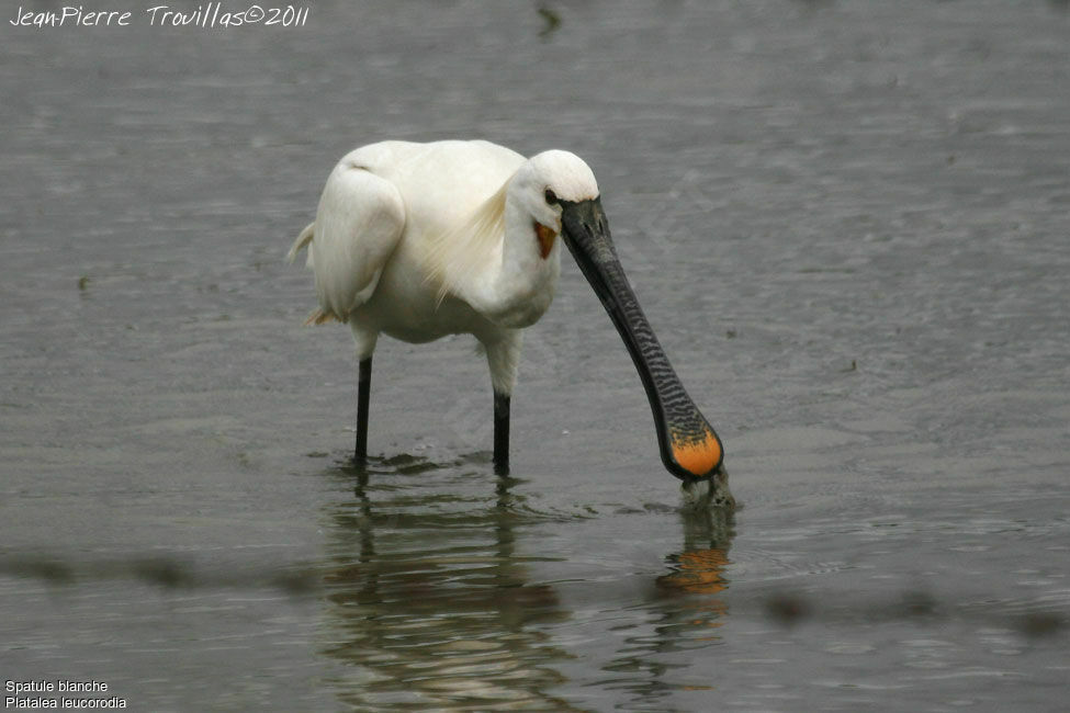 Eurasian Spoonbill