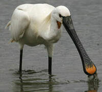 Eurasian Spoonbill