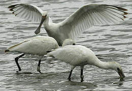 Eurasian Spoonbill