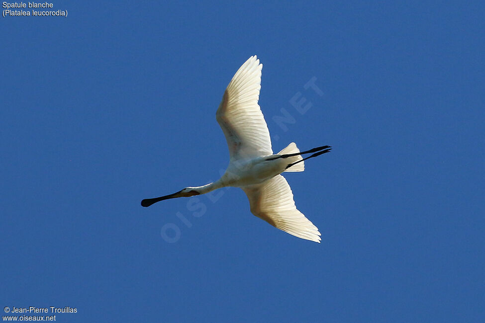 Eurasian Spoonbill