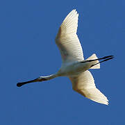 Eurasian Spoonbill