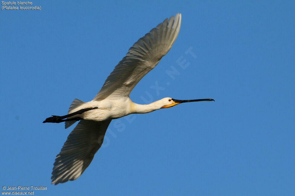 Eurasian Spoonbill