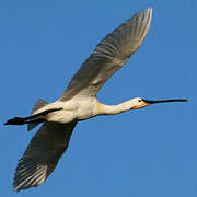 Eurasian Spoonbill