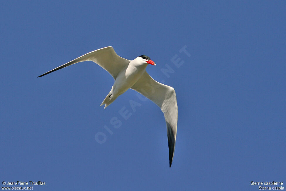 Caspian Tern