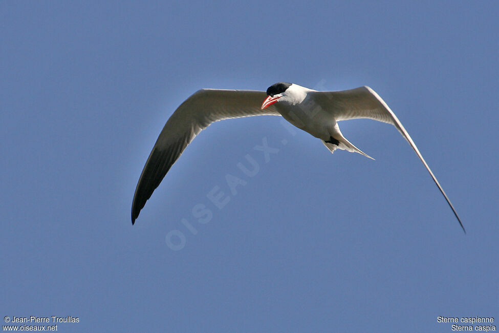 Caspian Tern