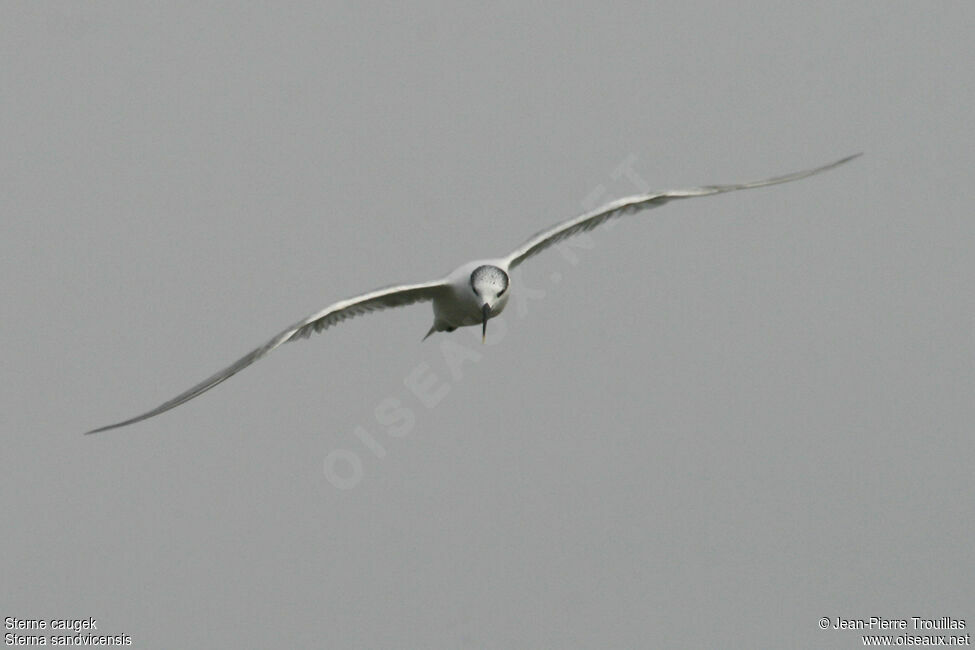 Sandwich Tern