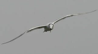 Sandwich Tern