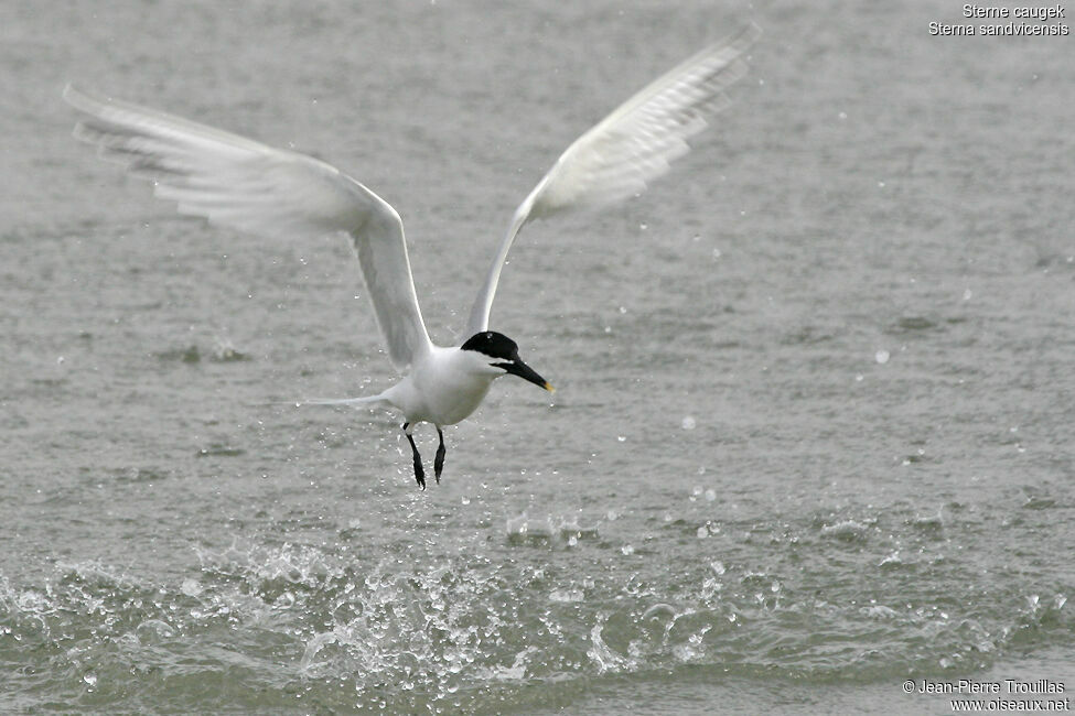 Sandwich Tern