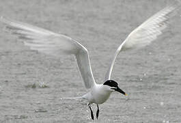 Sandwich Tern