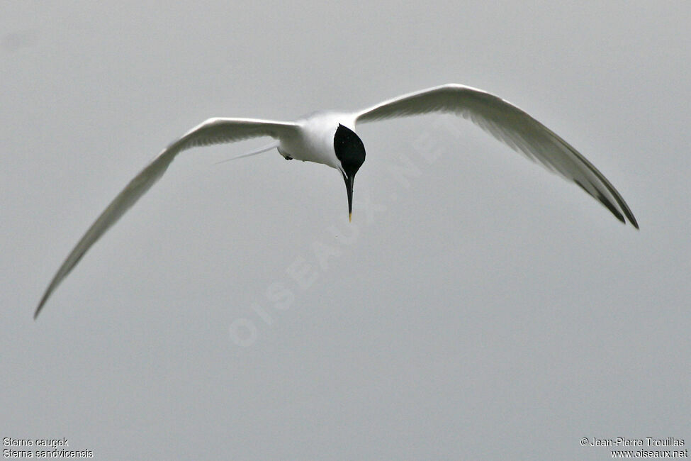 Sandwich Tern