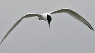 Sandwich Tern