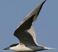 Gull-billed Tern