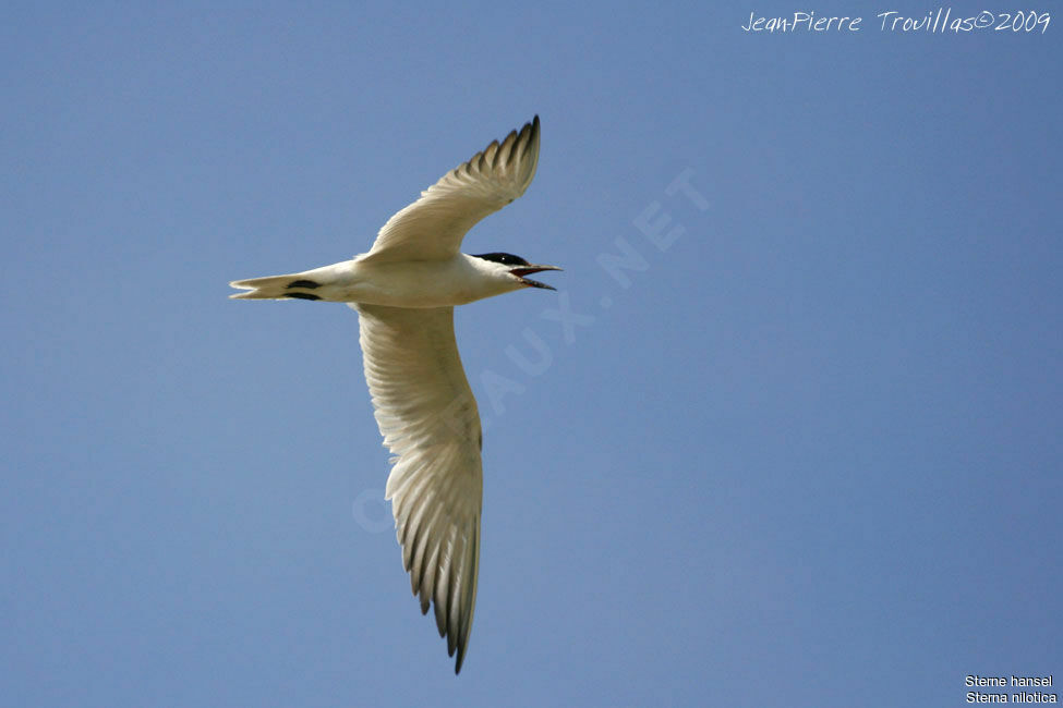 Gull-billed Tern