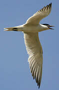 Gull-billed Tern