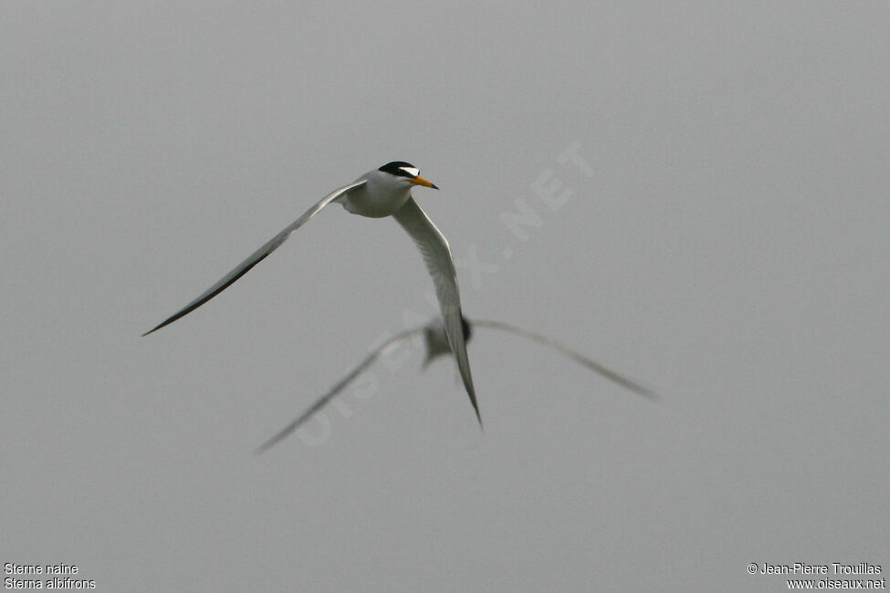 Little Tern