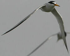 Little Tern