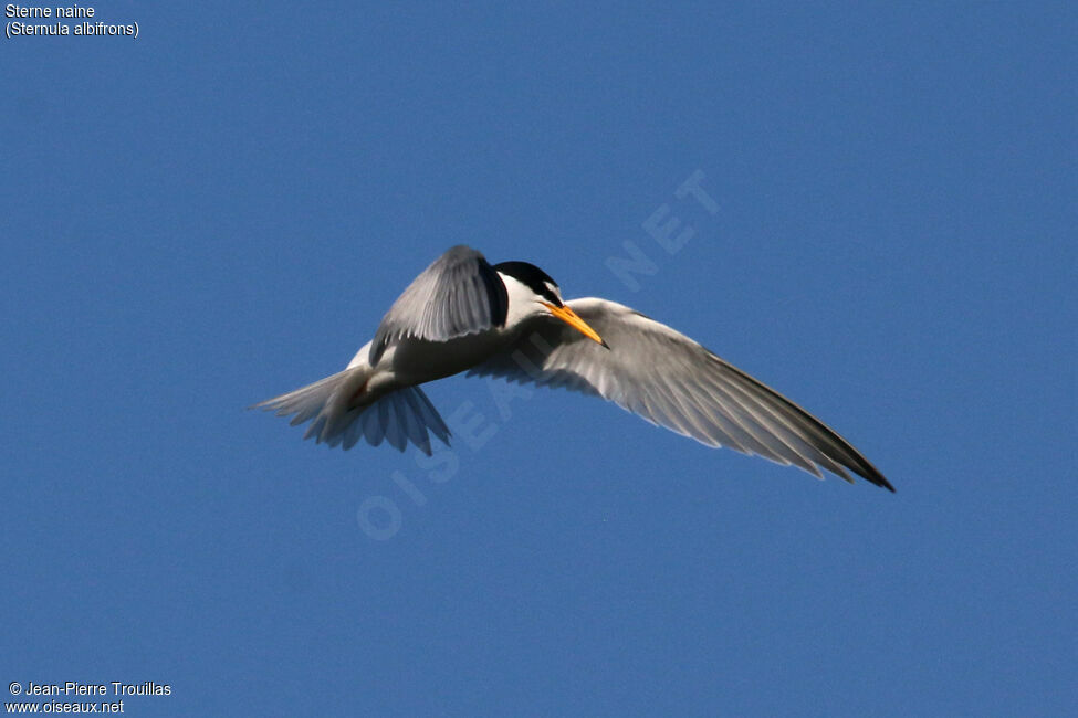 Little Tern