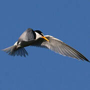 Little Tern