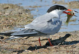 Common Tern