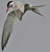 Common Tern