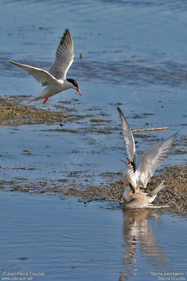 Common Tern