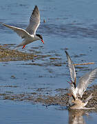 Common Tern