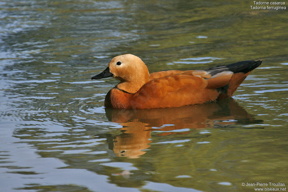 Ruddy Shelduck