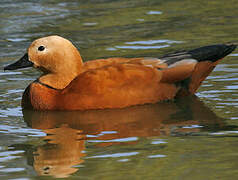 Ruddy Shelduck