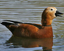 Ruddy Shelduck