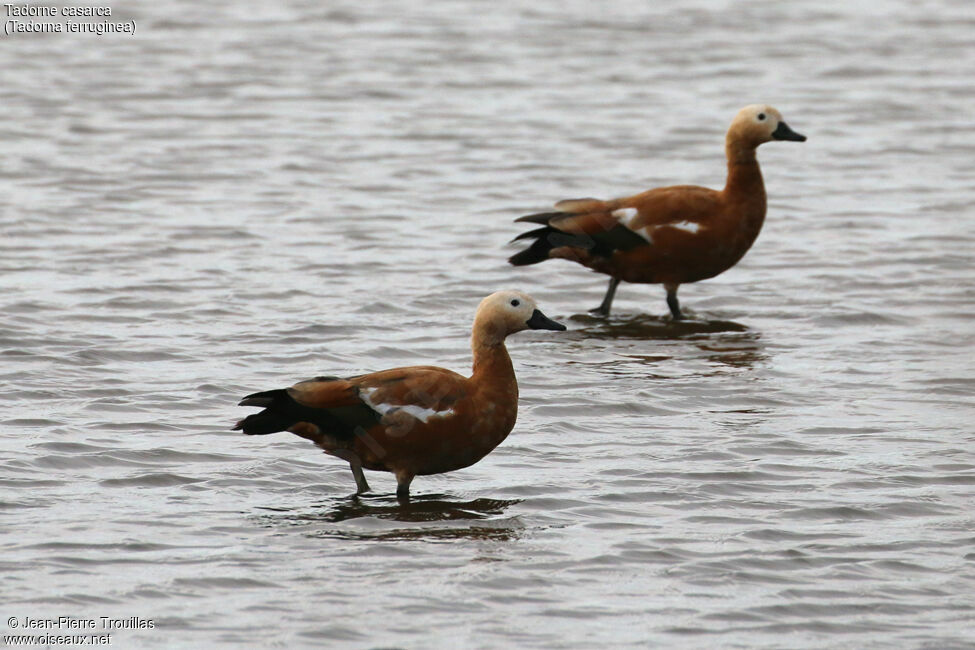 Ruddy Shelduck