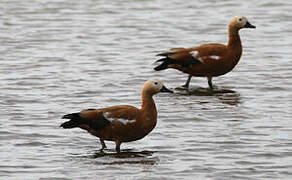 Ruddy Shelduck