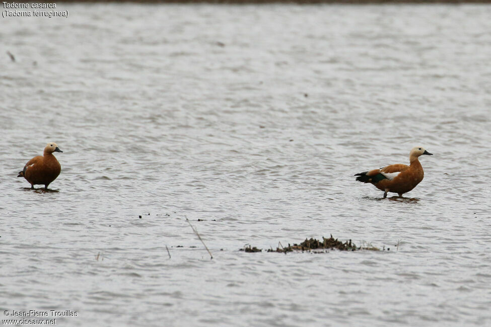 Ruddy Shelduck