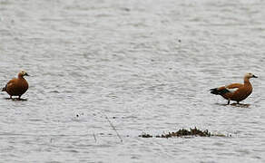 Ruddy Shelduck