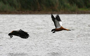 Ruddy Shelduck