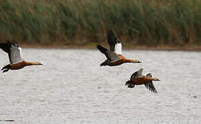 Ruddy Shelduck